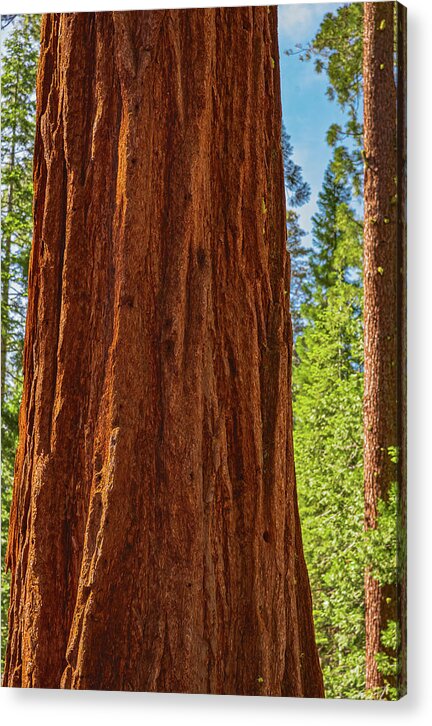 Giant Sequoia Tree Trunk - Acrylic Print
