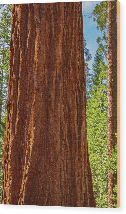 Giant Sequoia Tree Trunk - Wood Print