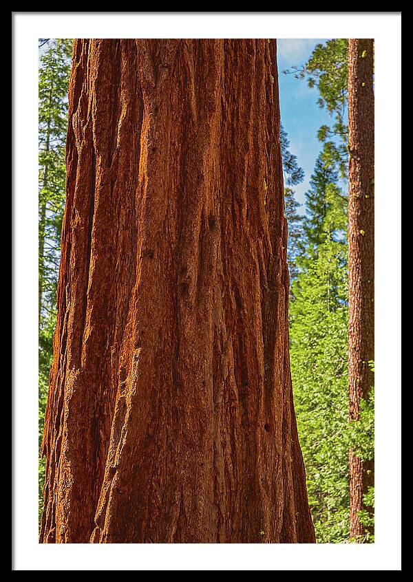 Giant Sequoia Tree Trunk - Framed Print