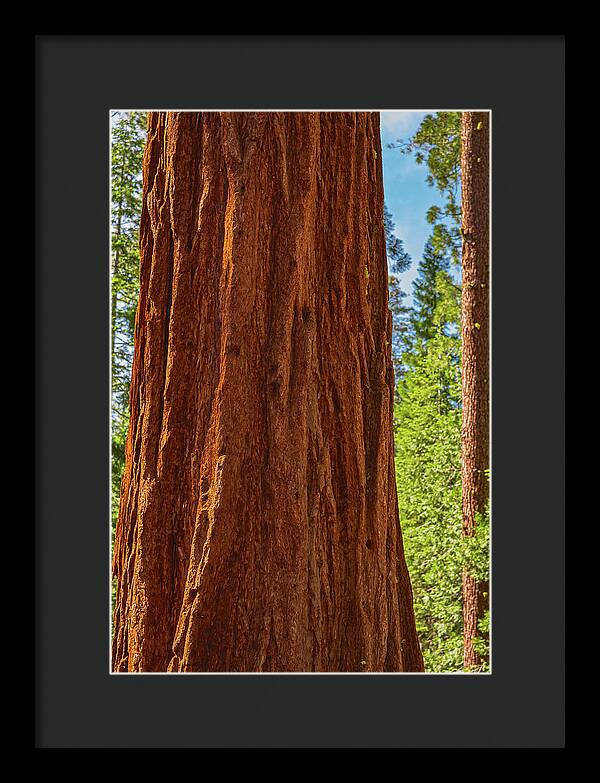 Giant Sequoia Tree Trunk - Framed Print