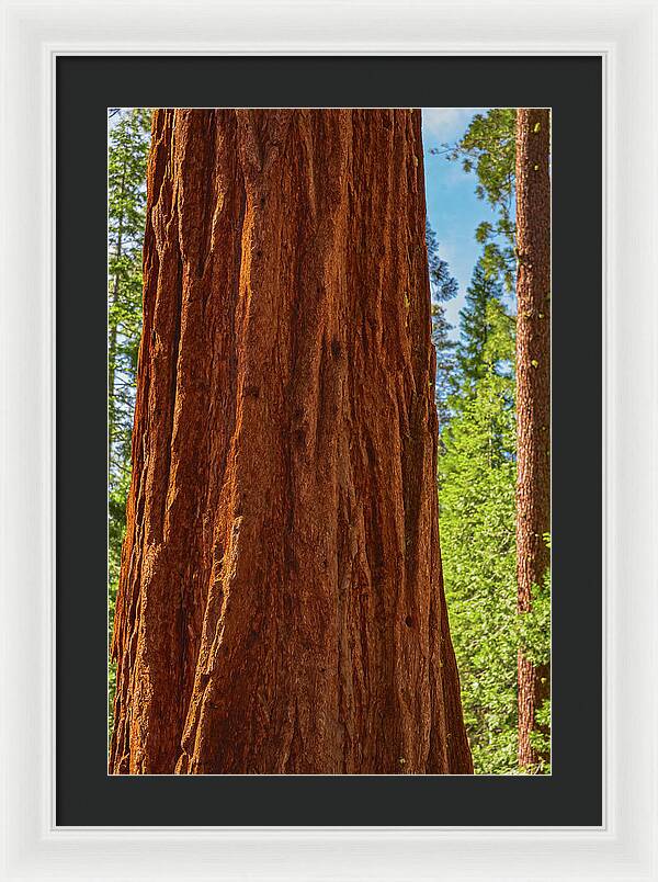 Giant Sequoia Tree Trunk - Framed Print