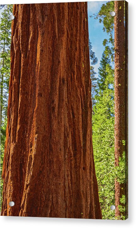 Giant Sequoia Tree Trunk - Acrylic Print