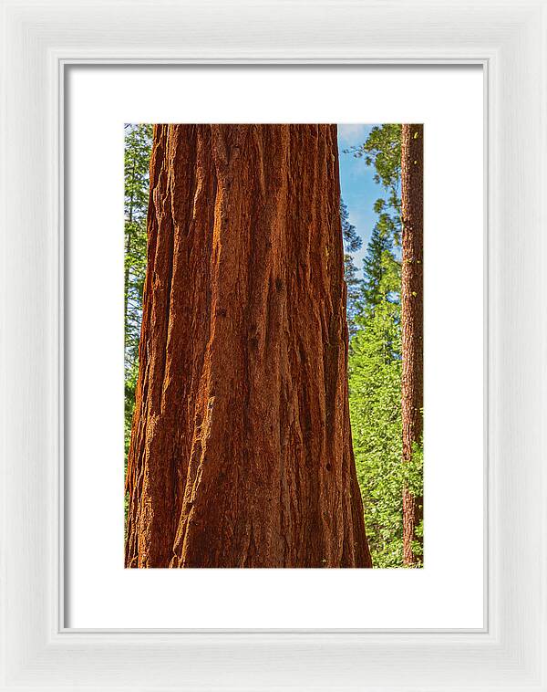 Giant Sequoia Tree Trunk - Framed Print
