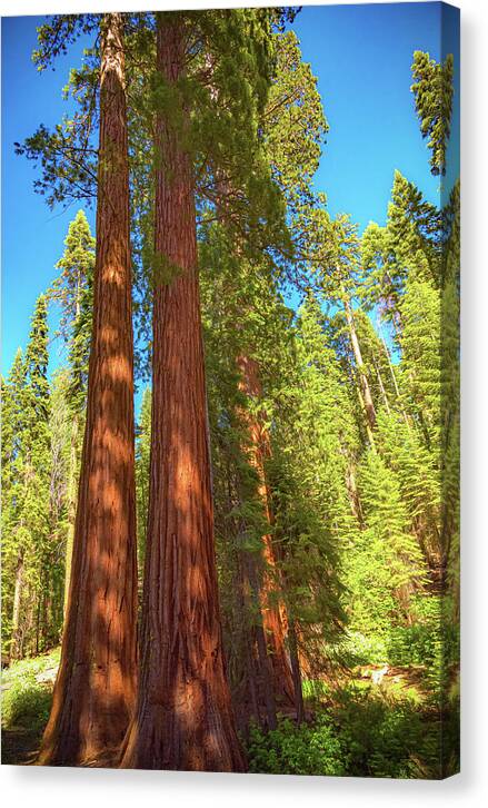 Giant Sequoia Trees in Mariposa Grove - Canvas Print