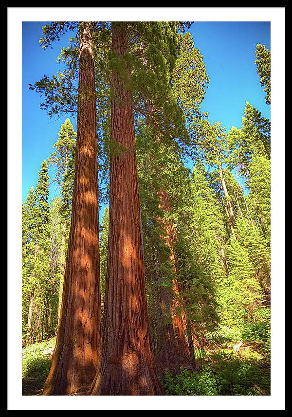 Giant Sequoia Trees in Mariposa Grove - Framed Print