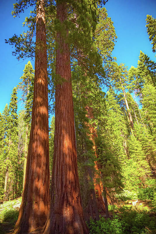 Giant Sequoia Trees in Mariposa Grove - Art Print