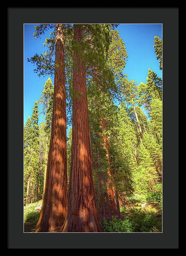 Giant Sequoia Trees in Mariposa Grove - Framed Print