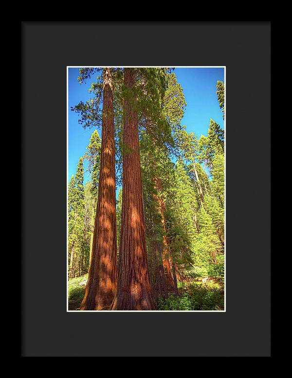 Giant Sequoia Trees in Mariposa Grove - Framed Print