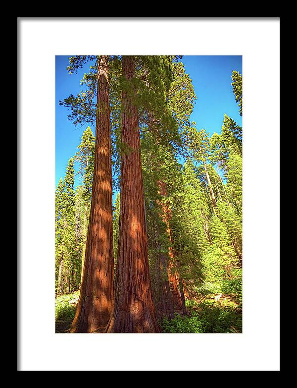 Giant Sequoia Trees in Mariposa Grove - Framed Print