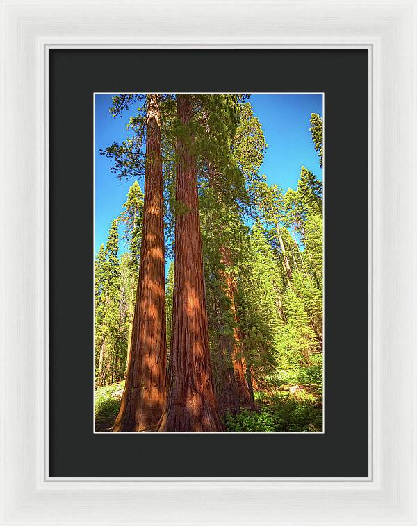 Giant Sequoia Trees in Mariposa Grove - Framed Print