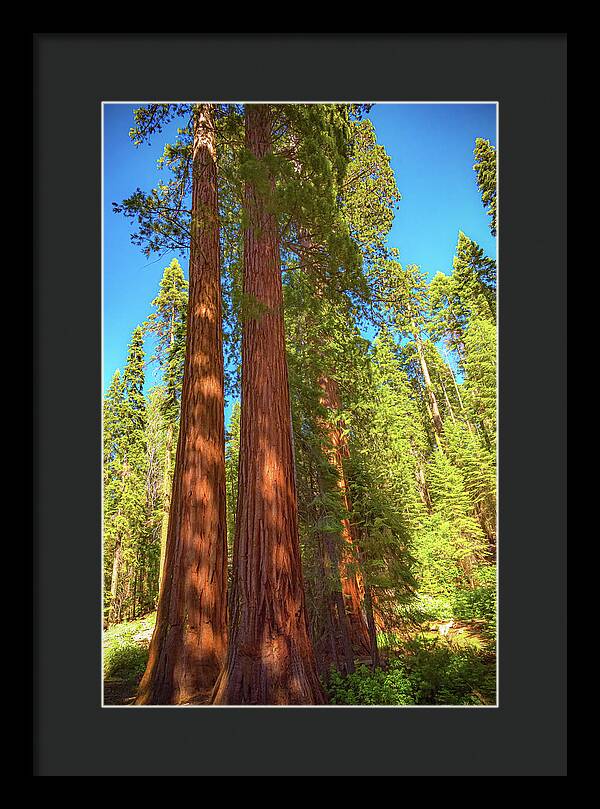 Giant Sequoia Trees in Mariposa Grove - Framed Print