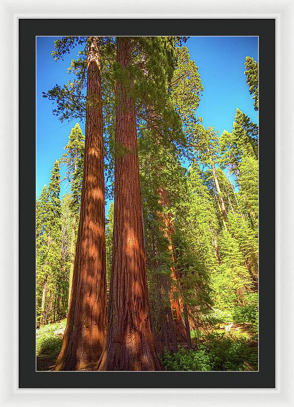 Giant Sequoia Trees in Mariposa Grove - Framed Print