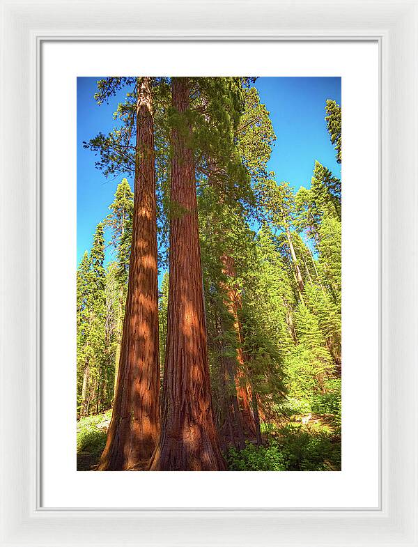 Giant Sequoia Trees in Mariposa Grove - Framed Print