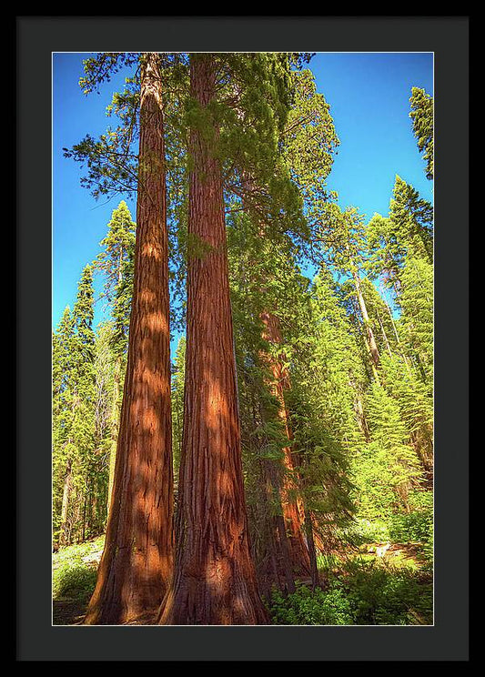 Giant Sequoia Trees in Mariposa Grove - Framed Print