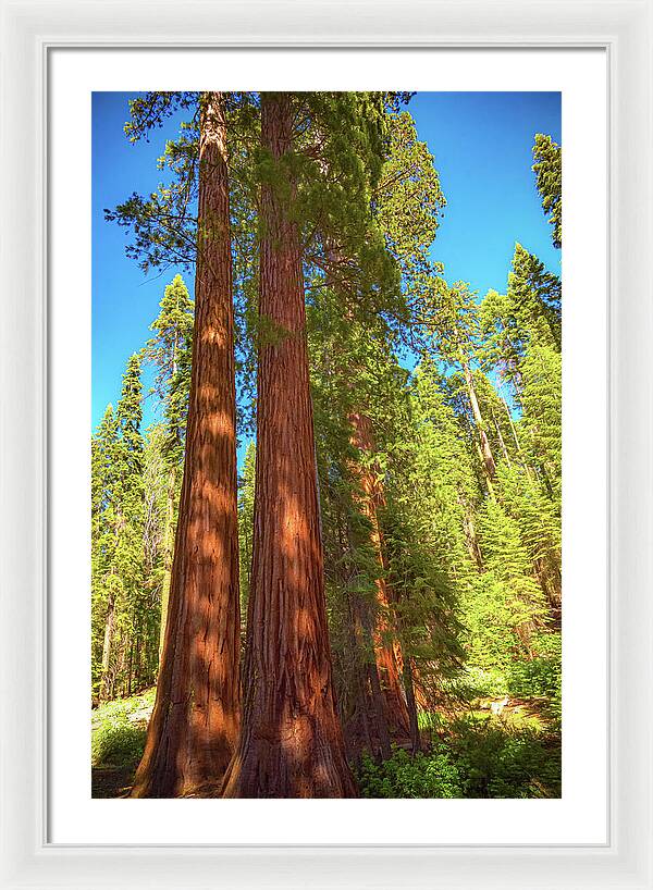 Giant Sequoia Trees in Mariposa Grove - Framed Print