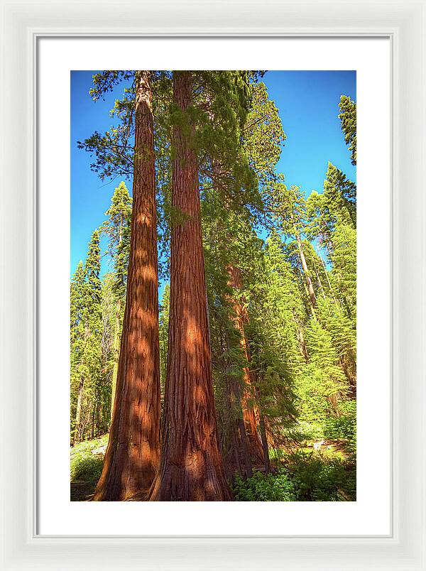 Giant Sequoia Trees in Mariposa Grove - Framed Print