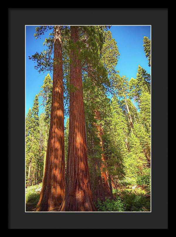Giant Sequoia Trees in Mariposa Grove - Framed Print