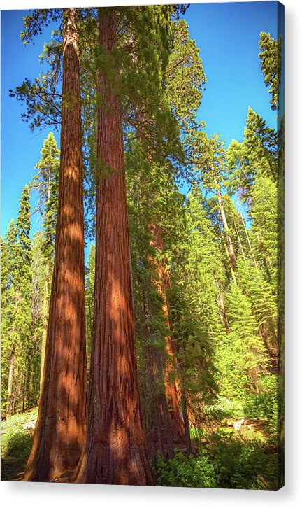 Giant Sequoia Trees in Mariposa Grove - Acrylic Print