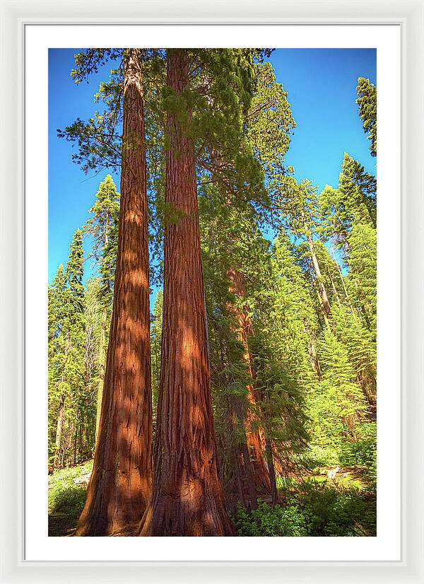 Giant Sequoia Trees in Mariposa Grove - Framed Print