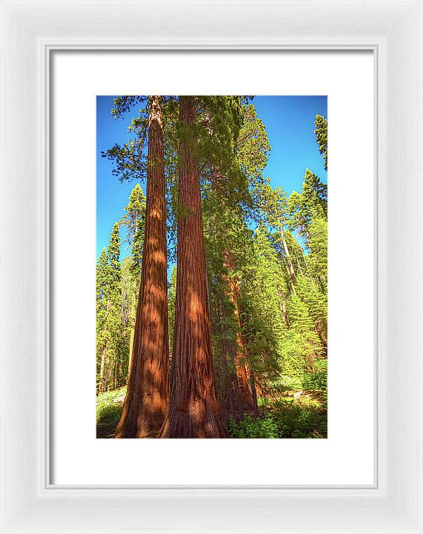 Giant Sequoia Trees in Mariposa Grove - Framed Print
