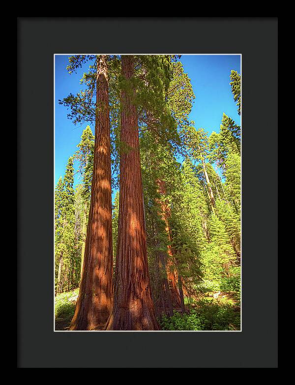 Giant Sequoia Trees in Mariposa Grove - Framed Print