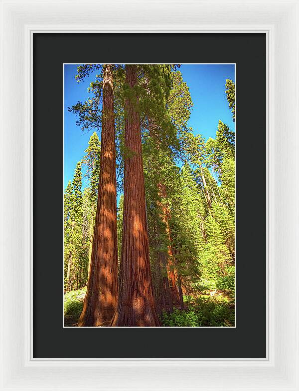 Giant Sequoia Trees in Mariposa Grove - Framed Print