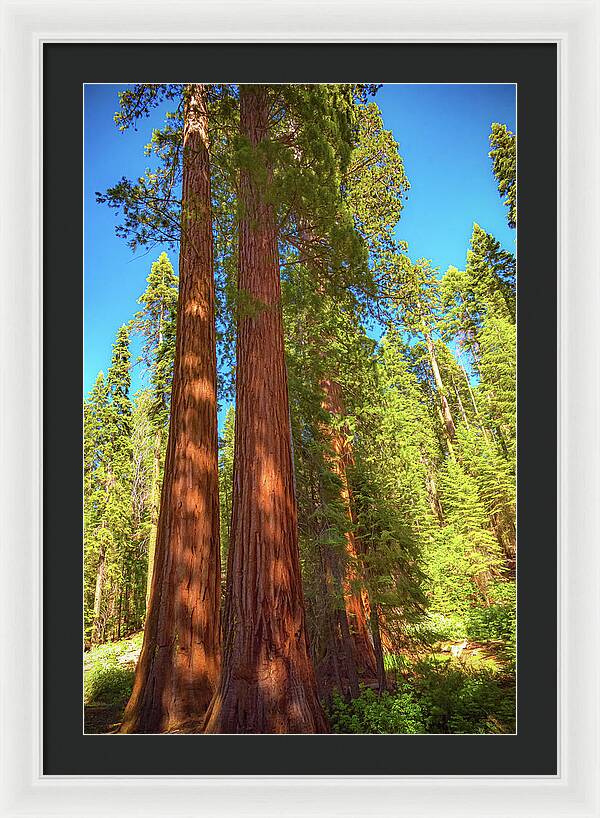 Giant Sequoia Trees in Mariposa Grove - Framed Print