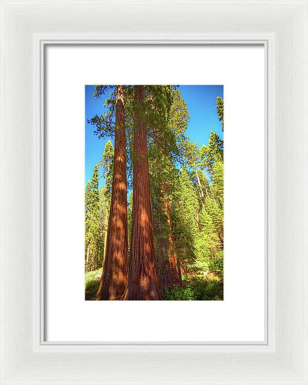 Giant Sequoia Trees in Mariposa Grove - Framed Print