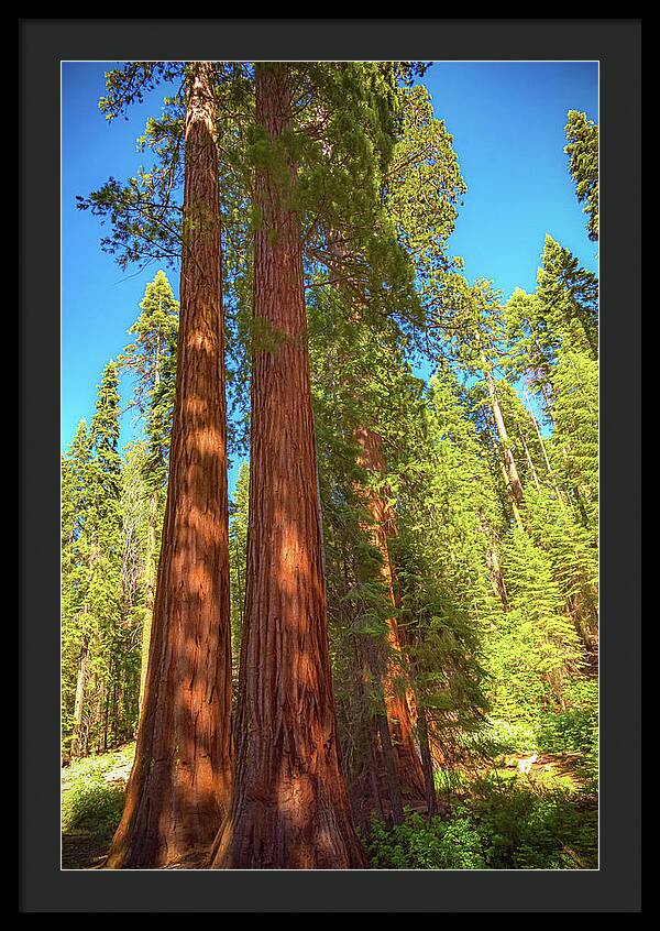 Giant Sequoia Trees in Mariposa Grove - Framed Print
