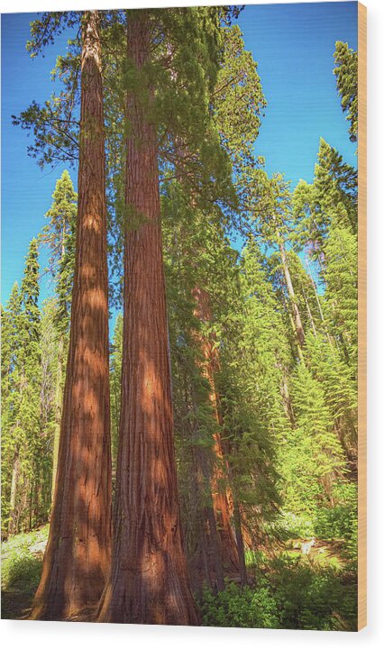 Giant Sequoia Trees in Mariposa Grove - Wood Print