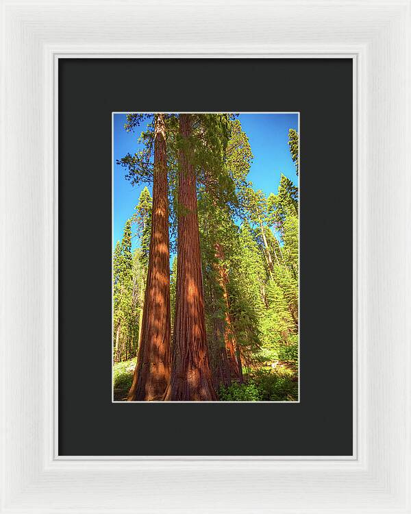 Giant Sequoia Trees in Mariposa Grove - Framed Print