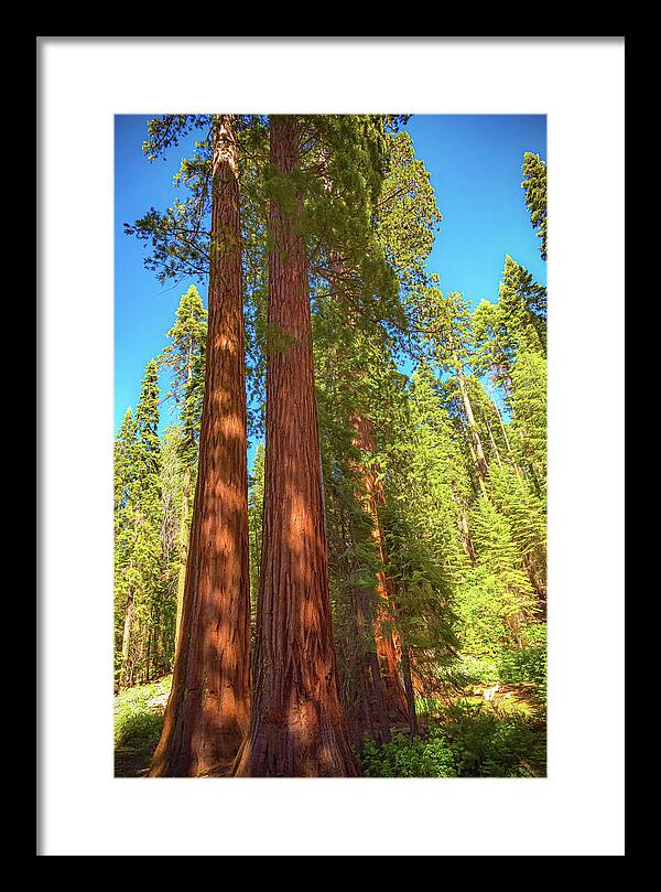 Giant Sequoia Trees in Mariposa Grove - Framed Print