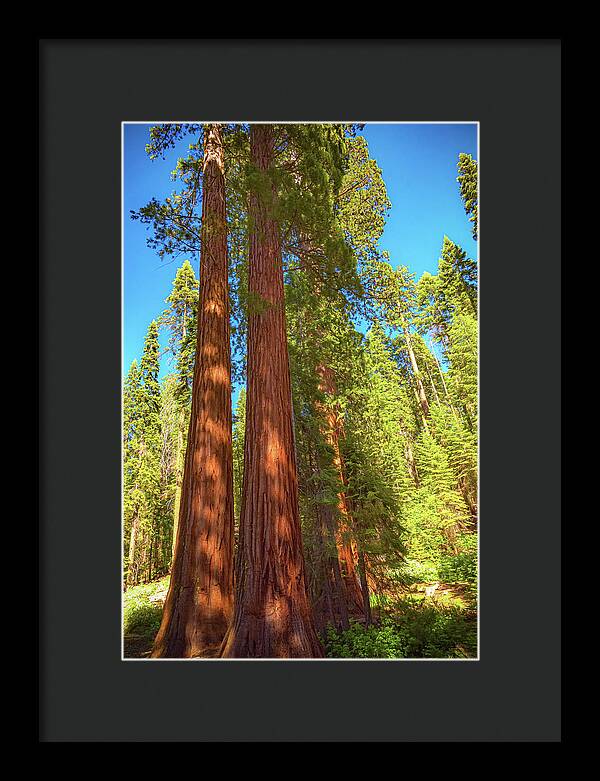 Giant Sequoia Trees in Mariposa Grove - Framed Print