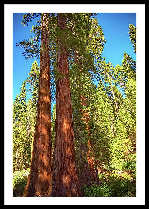 Giant Sequoia Trees in Mariposa Grove - Framed Print