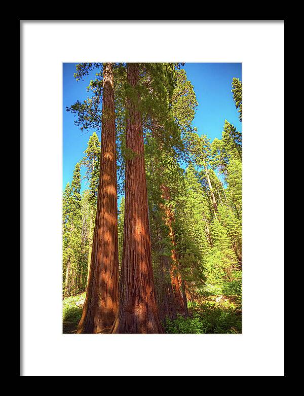 Giant Sequoia Trees in Mariposa Grove - Framed Print