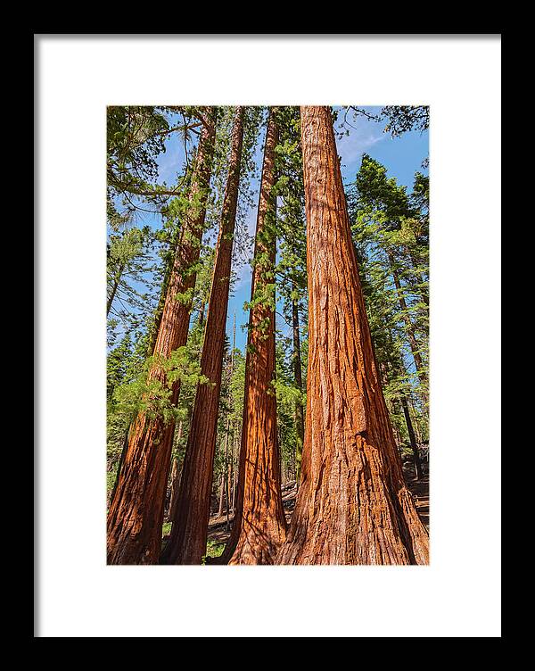 Giant Sequoia Trees - Framed Print