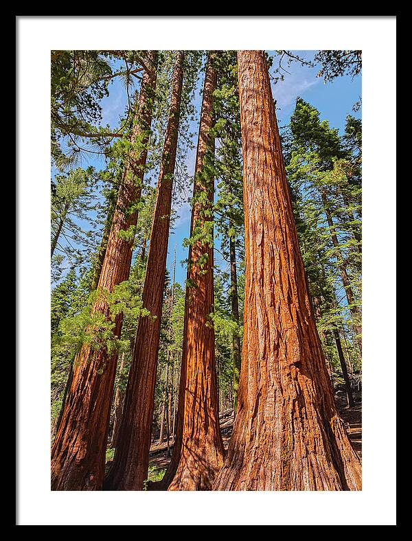 Giant Sequoia Trees - Framed Print