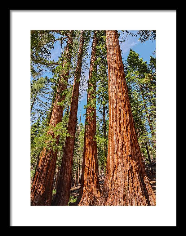 Giant Sequoia Trees - Framed Print
