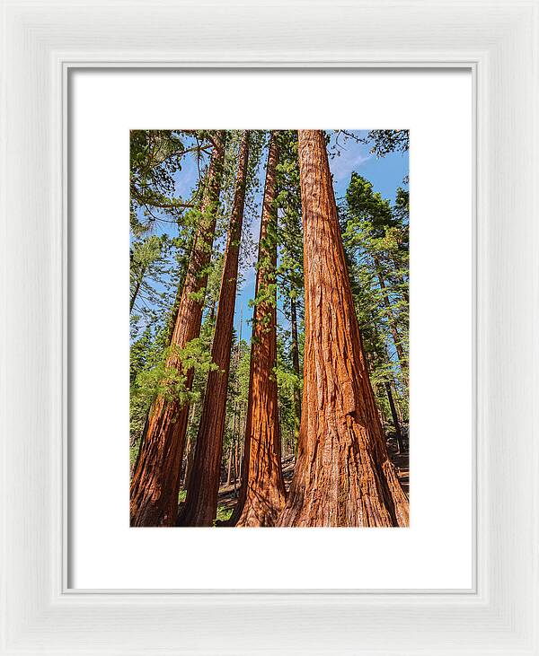 Giant Sequoia Trees - Framed Print
