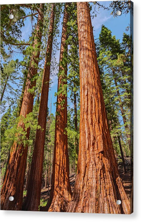 Giant Sequoia Trees - Acrylic Print