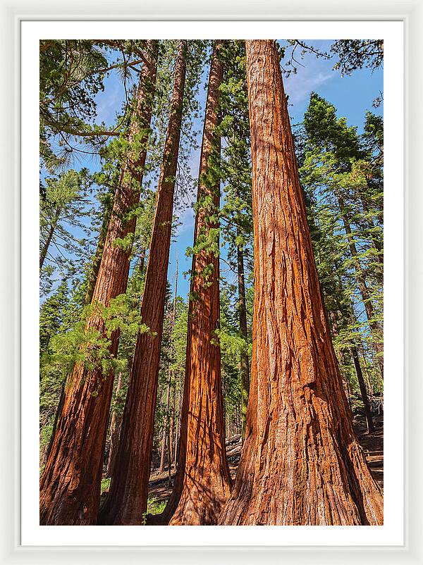 Giant Sequoia Trees - Framed Print