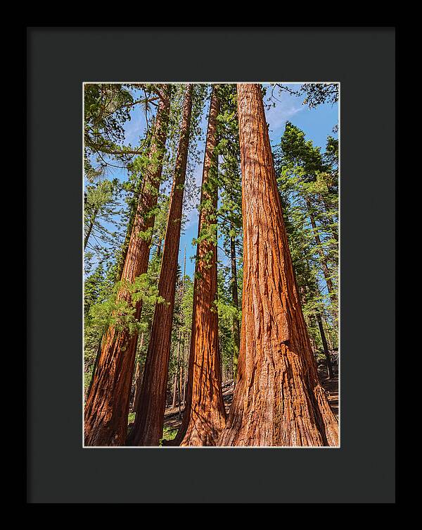 Giant Sequoia Trees - Framed Print