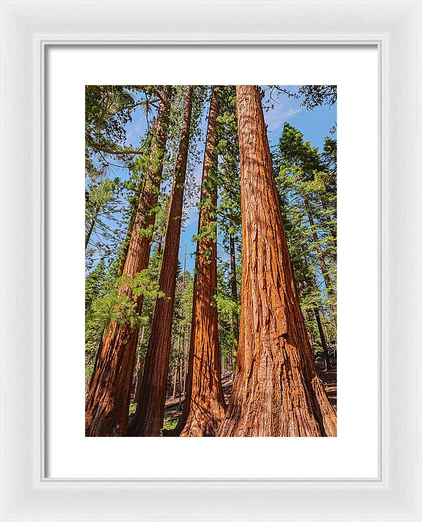 Giant Sequoia Trees - Framed Print