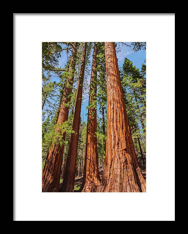 Giant Sequoia Trees - Framed Print