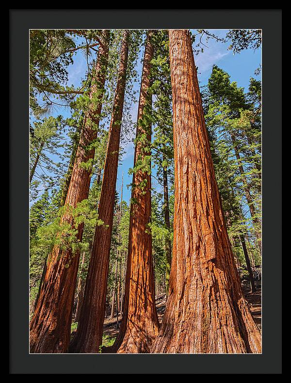 Giant Sequoia Trees - Framed Print
