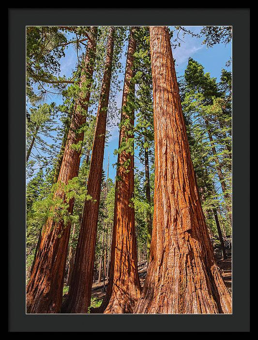 Giant Sequoia Trees - Framed Print