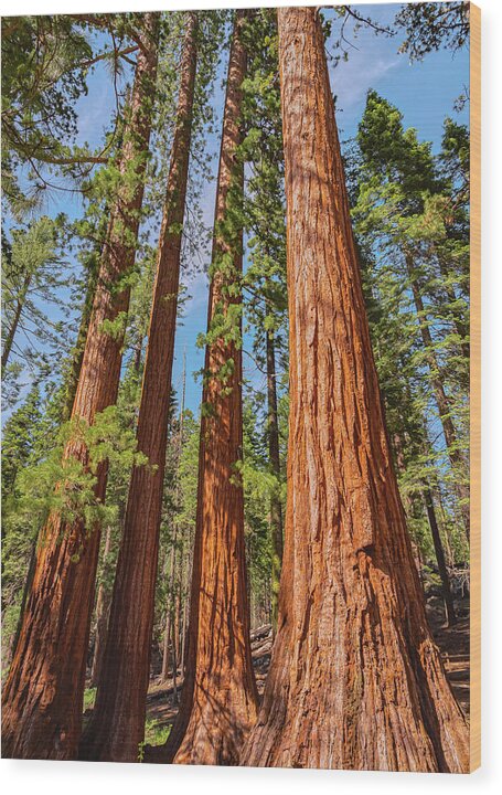 Giant Sequoia Trees - Wood Print