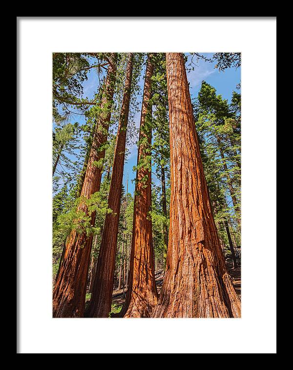Giant Sequoia Trees - Framed Print