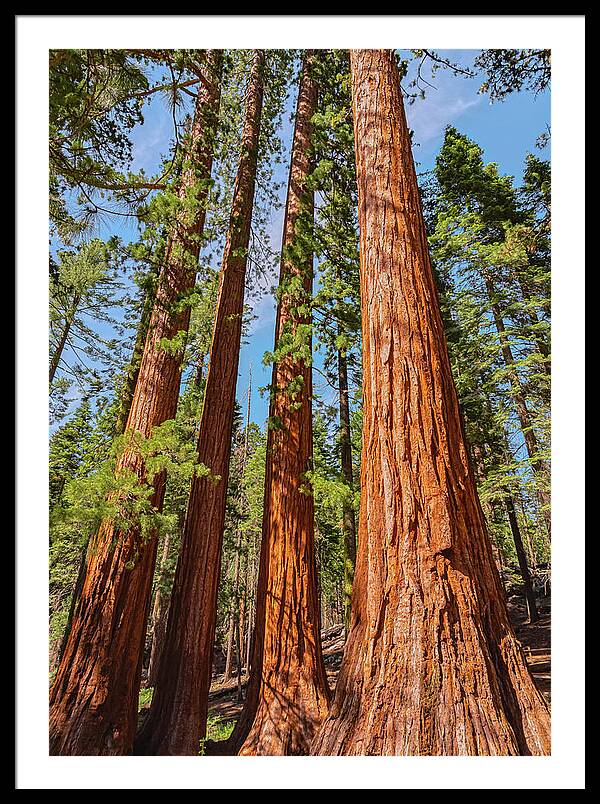 Giant Sequoia Trees - Framed Print
