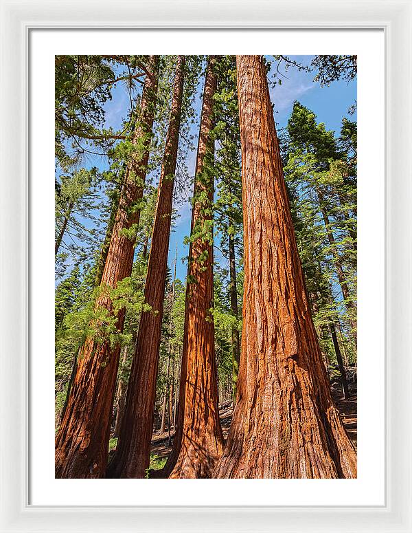 Giant Sequoia Trees - Framed Print